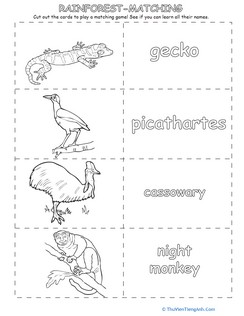 Match and Memorize Rainforest Animals