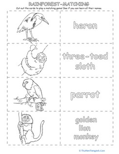 Color the Rainforest Animals