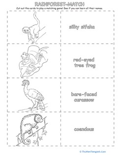 Match the Rainforest Animals