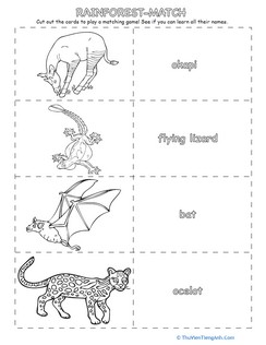 Match-up Game Rainforest