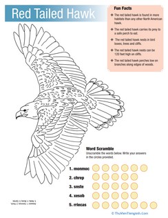 Red Tailed Hawk Facts