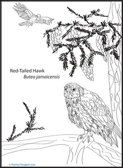 Red-Tailed Hawk Coloring Page