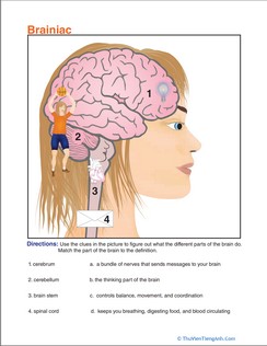 Regions of the Brain