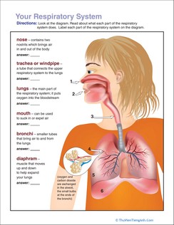 Respiratory System Diagram