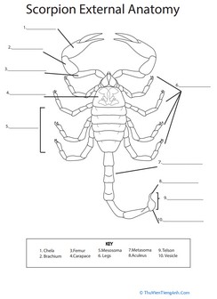 Scorpion Anatomy