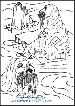 Wobbly Walrus Coloring Page