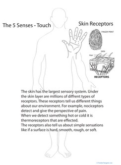 Sense of Touch