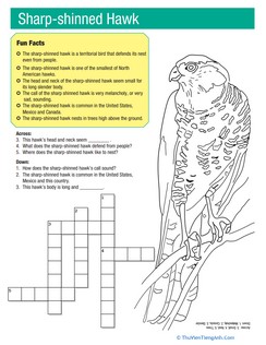 Sharp Shinned Hawk Facts