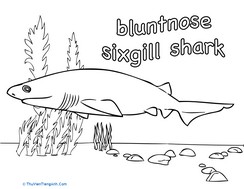 Sixgill Shark Coloring Page