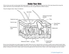 Skin Diagram