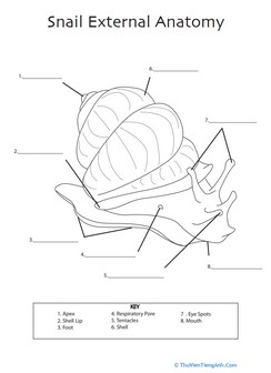 Snail Anatomy