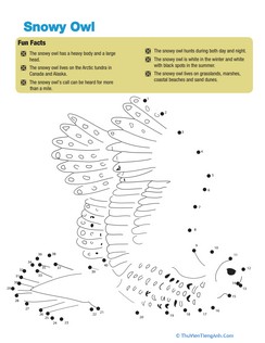 Snowy Owl Facts