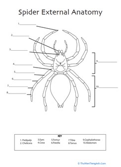 Spider Anatomy