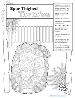 Spur-Thighed Tortoise