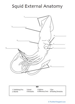 Squid Anatomy