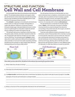 Structure and Function: Cell Wall and Cell Membrane