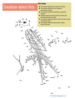 Swallow Tailed Kite Facts