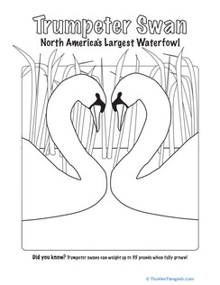 Trumpeter Swan Coloring Page