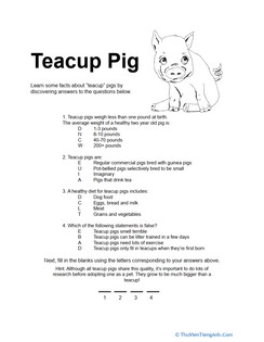 Teacup Pig Quiz