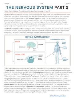 The Nervous System: Part 2