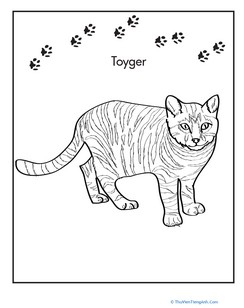 Toyger Coloring Page