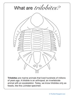 What Are Trilobites?