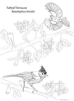 Tufted Titmouse Coloring Page