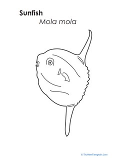 Sunfish Coloring Page