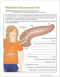 What Does the Pancreas Do?