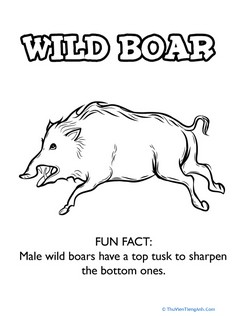 Wild Boar Coloring Page