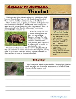 Wombat Facts