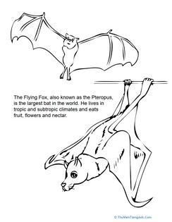 World’s Largest Bat