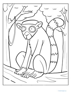 Ring Tailed Lemur Coloring Page