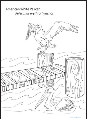 American White Pelican Coloring Page