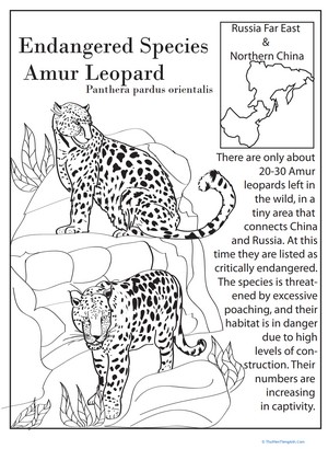 Endangered Species: Amur Leopard