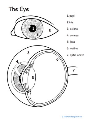 Awesome Anatomy: Eye See