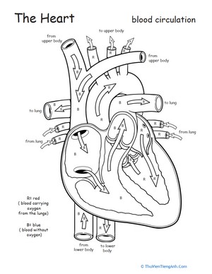 Awesome Anatomy: Follow Your Heart