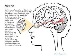 Awesome Anatomy: Vision Precision