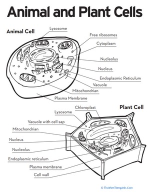 Animal and Plant Cells