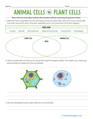 Animal Cells vs. Plant Cells
