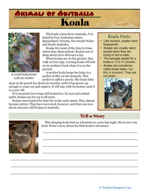 Animals of Australia: Koala