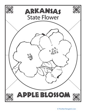 Arkansas State Flower Coloring Page