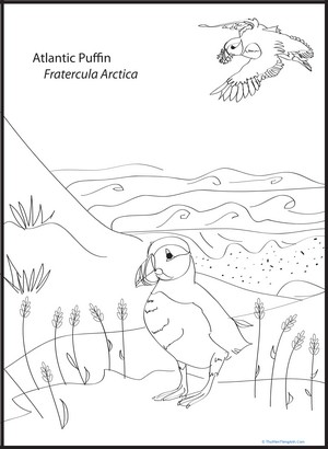 Atlantic Puffin Coloring Page