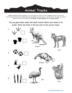 Australian Animal Tracks