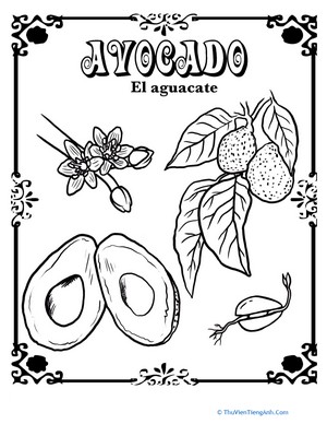 Avocado in Spanish