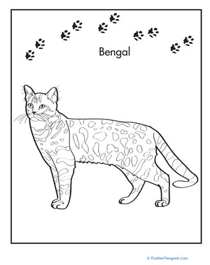 Bengal Coloring Page