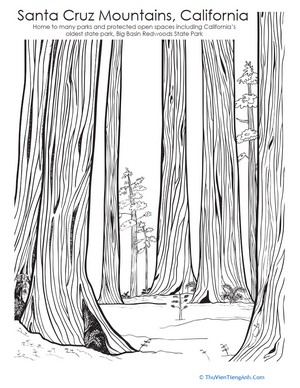 Big Basin Redwoods Coloring Page