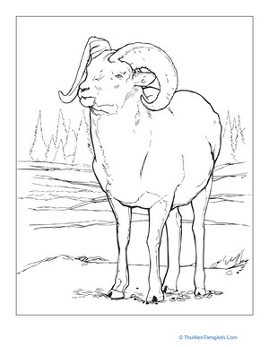 Bighorn Sheep Coloring Page