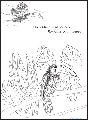 Black-mandibled Toucan Coloring Page