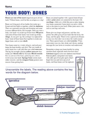 Bone Diagram